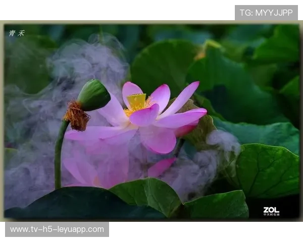 赛场“雾中看花”：运动员“花式救球”掀热潮！